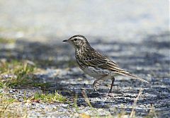 Australasian Pipit